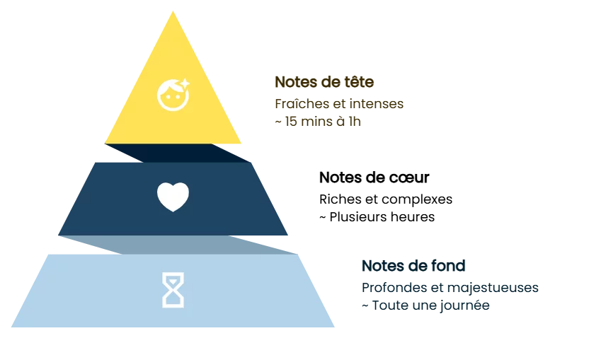 Schéma de la pyramide olfactive : notes de tête, de cœur et de fond